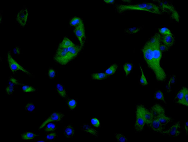 Immunofluorescence staining of HepG2 cell with CSB-RA844006A0HU at 1:50, counter-stained with DAPI. The cells were fixed in 4% formaldehyde, permeabilized using 0.2% Triton X-100 and blocked in 10% normal Goat Serum. The cells were then incubated with the antibody overnight at 4°C. The secondary antibody was Alexa Fluor 488-congugated AffiniPure Goat Anti-Rabbit IgG(H+L) .