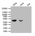 Western Blot
Positive WB detected in Escherichia coli lysate
All lanes: malE antibody at 1: 1000
Secondary
Goat polyclonal to rabbit IgG at 1/50000 dilution
Predicted band size: 44 kDa
Observed band size: 44 kDa