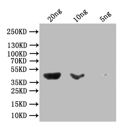 Western Blot
Positive WB detected in Escherichia coli lysate
All lanes: malE antibody at 1: 1000
Secondary
Goat polyclonal to rabbit IgG at 1/50000 dilution
Predicted band size: 44 kDa
Observed band size: 44 kDa
