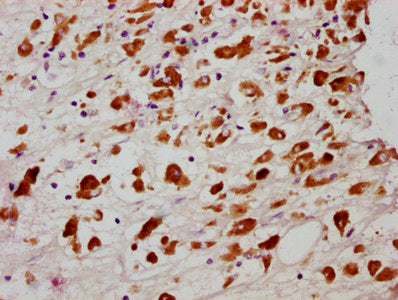 Phospho-MLKL (S358) Antibody – Figure 1 of 1