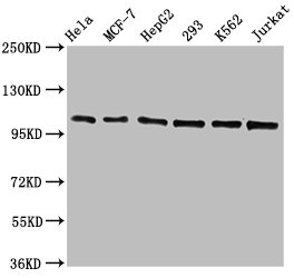 CDC5L Antibody – Figure 1 of 5