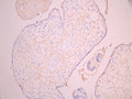 IHC image of CSB-RA859932MA1HU diluted at 1:50 and staining in paraffin-embedded human placenta tissue performed on a Leica BondTM system. After dewaxing and hydration, antigen retrieval was mediated by high pressure in a citrate buffer (pH 6.0). Section was blocked with 10% normal goat serum 30min at RT. Then primary antibody (1% BSA) was incubated at 4°C overnight. The primary is detected by a Anti-Human lgG, Fcy Fragment Specific labeled by HRP and visualized using 0.05% DAB.