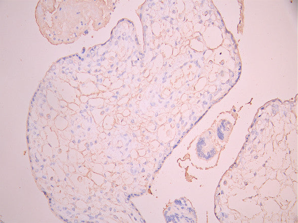 IHC image of CSB-RA859932MA1HU diluted at 1:50 and staining in paraffin-embedded human placenta tissue performed on a Leica BondTM system. After dewaxing and hydration, antigen retrieval was mediated by high pressure in a citrate buffer (pH 6.0). Section was blocked with 10% normal goat serum 30min at RT. Then primary antibody (1% BSA) was incubated at 4°C overnight. The primary is detected by a Anti-Human lgG, Fcy Fragment Specific labeled by HRP and visualized using 0.05% DAB.