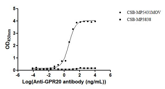 The Binding Activity of Macaca fascicularis GPR20 with Anti-GPR20 recombinant antibodyActivity: Measured by its binding ability in a functional ELISA. Immobilized Macaca fascicularis GPR20(CSB-MP5431MOV ) at 10 μg/mL can bind Anti-GPR20 recombinant antibody. The EC<sub>50</sub> is 3.549 - 6.542 ng/mL.