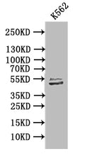 Western Blot
Positive WB detected in: K562 whole cell lysate
All lanes: TUBB1 antibody at 1:1000
Secondary
Goat polyclonal to mouse IgG at 1/50000 dilution
Predicted band size: 50 kDa
Observed band size: 50 kDa