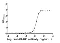 The Binding Activity of Human KAAG1 with Anti-KAAG1 recombinant antibodyActivity: Measured by its binding ability in a functional ELISA. Immobilized Human KAAG1(CSB-EP871385HU) at 2 μg/mL can bind Anti-KAAG1 recombinant antibody.The EC<sub>50</sub> is 2.040-2.284 ng/mL.