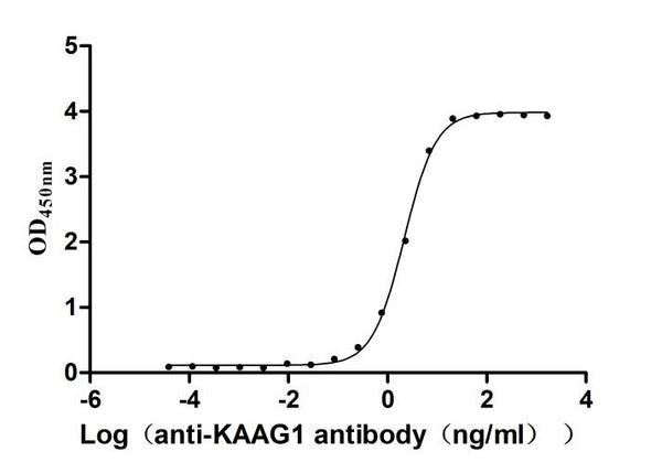 The Binding Activity of Human KAAG1 with Anti-KAAG1 recombinant antibodyActivity: Measured by its binding ability in a functional ELISA. Immobilized Human KAAG1(CSB-EP871385HU) at 2 μg/mL can bind Anti-KAAG1 recombinant antibody.The EC<sub>50</sub> is 2.040-2.284 ng/mL.