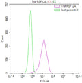 Overlay Peak curve showing 786-O cells stained with CSB-RA873605MA2HU (red line) at 1:100. Then 10% normal goat serum to block non-specific protein-protein interactions followed by the antibody (1ug/1*10 6 cells) for 45min at 4℃. The secondary antibody used was Fluorescein (FITC) AffiniPure Goat Anti-Human IgG, Fcγ fragment specific at 1:200 dilution for 35min at 4℃.Control antibody (green line) was human IgG1 (1ug/1*10 6 cells) used under the same conditions. Acquisition of >10,000 events was performed.