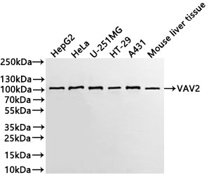 Western Blot
Positive WB detected in: HepG2 whole cell lysate(30µg) , HeLa whole cell lysate(30µg) , U-251MG whole cell lysate(30µg) , HT-29 whole cell lysate(30µg) , A431 whole cell lysate(30µg) , Mouse liver tissue lysate(30µg) 
All lanes: VAV2 antibody at 1:1000
Secondary
Goat polyclonal to rabbit IgG at 1/40000 dilution
Predicted band size: 101 kDa
Observed band size: 101 kDa
Exposure time：1min