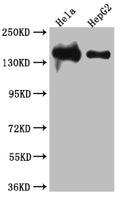 LIG1 Antibody – Figure 1 of 3