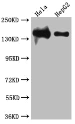 LIG1 Antibody – Figure 1 of 3