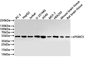 Western Blot
Positive WB detected in: PC-3 whole cell lysate(20µg) ,HepG2 whole cell lysate(20µg) , Jurkat whole cell lysate(20µg) , U-251MG whole cell lysate(20µg) ,A549 whole cell lysate(20µg) ,MCF-7 whole cell lysate(20µg) ,HEK293 whole cell lysate(20µg) ,Mouse brain tissue lysate(20µg) ,Rat brain tissue lysate(20µg) 
All lanes: PSMC5 antibody at 1:1000
Secondary
Goat polyclonal to rabbit IgG at 1/40000 dilution
Predicted band size: 46 kDa
Observed band size: 50 kDa
Exposure time：1min