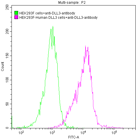 Untransfected HEK293 cells surface (green line) and transfected Human DLL3 HEK293 stable cells surface (red line) were stained with anti-DLL3 antibody (rovalpituzumab-like) (2µl/1*10<sup>6</sup> cells) , washed and then followed by FITC-conjugated anti-Human IgG1 Fc antibody and analyzed with flow cytometry.