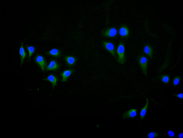 Immunofluorescence staining of Hela cell with CSB-RA883618MA1HU at 1:30 ,counter-stained with DAPI. The cells were fixed in 4% formaldehyde, permeabilized using 0.2% Triton X-100 and blocked in 10% normal Goat Serum. The cells were then incubated with the antibody overnight at 4°C. The secondary antibody was Fluorescein (FITC) AffiniPure Goat Anti-Human IgG, Fcγ fragment specific.