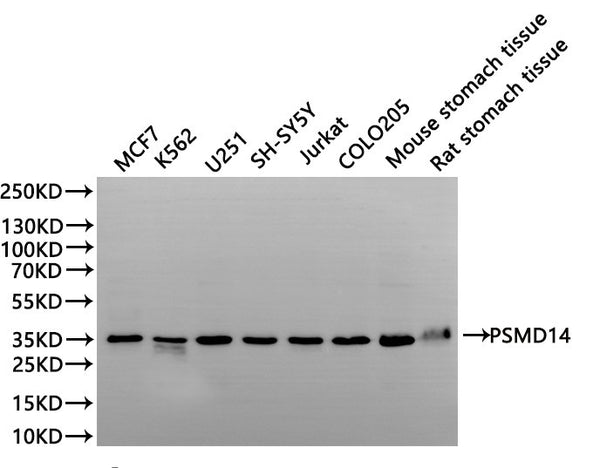 Western Blot
Positive WB detected in: MCF7 whole cell lysate(30µg), K562 whole cell lysate(30µg), U251 whole cell lysate(30µg), SH-SY5Y whole cell lysate(30µg), Jurkat whole cell lysate(30µg), COLO205 whole cell lysate(30µg), Mouse stomach tissue lysate(30µg), Rat stomach tissue lysate(30µg)
All lanes:PSMD14 antibody at 1:1000
Secondary
Goat polyclonal to rabbit IgG at 1/40000 dilution
Predicted band size: 35 kDa
Observed band size: 35 kDa
Exposure time：1min