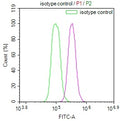 Overlay Peak curve showing Hela cells stained with CSB-RA886298A0HU (red line) at 1:100. The cells were fixed in 4% formaldehyde and permeated by 0.2% TritonX-100. Then 10% normal goat serum to block non-specific protein-protein interactions followed by the antibody (1ug/1*10 6 cells) for 45min at 4℃. The secondary antibody used was FITC-conjugated Goat Anti-rabbit IgG(H+L) at 1:200 dilution for 35min at 4℃.Control antibody (green line) was rabbit IgG (1ug/1*10 6 cells) used under the same conditions.