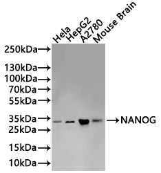 Western Blot
Positive WB detected in: HeLa whole cell lysate(20µg) , HepG2 whole cell lysate(20µg) , A2780 whole cell lysate(20µg) , Mouse Brain tissue lysate(20µg) 
All lanes: NANOG antibody at 1:1000
Secondary
Goat polyclonal to rabbit IgG at 1/40000 dilution
Predicted band size: 35 kDa
Observed band size: 35 kDa
Exposure time：5min