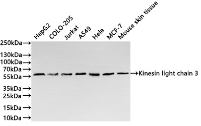 Western Blot
Positive WB detected in: HepG2 whole cell lysate(20µg) ,COLO-205 whole cell lysate(20µg) ,Jurkat whole cell lysate(20µg) , A549 whole cell lysate(20µg) ,Hela whole cell lysate(20µg) ,MCF-7 whole cell lysate(20µg) ,Mouse skin tissue lysate(20µg) 
All lanes: Kinesin light chain 3 antibody at 1:1000
Secondary
Goat polyclonal to rabbit IgG at 1/40000 dilution
Predicted band size: 55 kDa
Observed band size: 57 kDa
Exposure time：2s