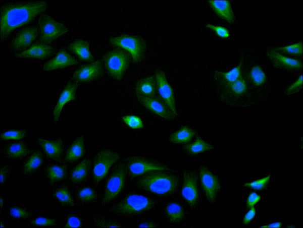 Immunofluorescence staining of Hela cell with CSB-RA897314MA1HU at 1:30 ,counter-stained with DAPI. The cells were fixed in 4% formaldehyde, permeabilized using 0.2% Triton X-100 and blocked in 10% normal Goat Serum. The cells were then incubated with the antibody overnight at 4°C. The secondary antibody was Fluorescein (FITC) AffiniPure Goat Anti-Human IgG, Fcγ fragment specific.