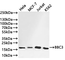 Western Blot
Positive WB detected in: Hela whole cell lysate(30µg) , MCF-7 whole cell lysate(30µg) , Jurkat whole cell lysate(30µg) , K562 whole cell lysate(30µg) 
All lanes: BBC3 antibody at 1:1000
Secondary
Goat polyclonal to rabbit IgG at 1/40000 dilution
Predicted band size: 21 kDa
Observed band size: 18 kDa
Exposure time：1min