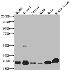 Western Blot
Positive WB detected in: HepG2 whole cell lysate, Ntera-2 whole cell lysate, Jurkat whole cell lysate, A549 whole cell lysate, Hela whole cell lysate, Mouse liver tissue
All lanes: NQO2 antibody at 1:2000
Secondary
Goat polyclonal to rabbit IgG at 1/50000 dilution
Predicted band size: 26 kDa
Observed band size: 26 kDa