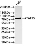 Western Blot
Positive WB detected in:A431 Hela whole cell lysate(30µg) 
All lanes: TAF15 antibody at 1:1000
Secondary
Goat polyclonal to rabbit IgG at 1/40000 dilution<br /
Predicted band size: 62 kDa 
Observed band size: 75 kDa
Exposure time：3min