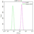 Overlay Peak curve showing Hela cells stained with CSB-RA900070A0HU (red line) at 1:100. The cells were fixed in 4% formaldehyde and permeated by 0.2% TritonX-100 for 10min. Then 10% normal goat serum to block non-specific protein-protein interactions followed by the antibody (1ug/1*10 6 cells) for 45min at 4℃.