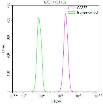Overlay Peak curve showing Hela cells stained with CSB-RA900070A0HU (red line) at 1:100. The cells were fixed in 4% formaldehyde and permeated by 0.2% TritonX-100 for 10min. Then 10% normal goat serum to block non-specific protein-protein interactions followed by the antibody (1ug/1*10 6 cells) for 45min at 4℃.