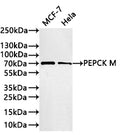 Western Blot
Positive WB detected in: MCF-7 whole cell lysate(30µg) , Hela whole cell lysate(30µg) 
All lanes: PEPCK M antibody at 1:1000
Secondary
Goat polyclonal to rabbit IgG at 1/40000 dilution
Predicted band size: 71 kDa
Observed band size: 71 kDa
Exposure time：2min