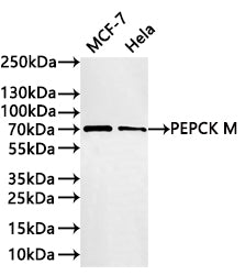 Western Blot
Positive WB detected in: MCF-7 whole cell lysate(30µg) , Hela whole cell lysate(30µg) 
All lanes: PEPCK M antibody at 1:1000
Secondary
Goat polyclonal to rabbit IgG at 1/40000 dilution
Predicted band size: 71 kDa
Observed band size: 71 kDa
Exposure time：2min