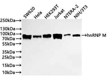 Western Blot
Positive WB detected in: SW620 whole cell lysate(30µg) , Hela whole cell lysate(30µg) , HEK293T whole cell lysate(30µg) , Jurkat whole cell lysate(30µg) , NTERA-2  whole cell lysate(30µg) , NIH/3T3  whole cell lysate(30µg) 
All lanes: hnRNP M antibody at 1:1000
Secondary
Goat polyclonal to rabbit IgG at 1/40000 dilution
Predicted band size: 78 kDa
Observed band size: 78 kDa
Exposure time：1min