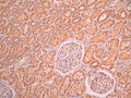 IHC image of CSB-RA903831A0HU diluted at 1:100 and staining in paraffin-embedded human kidney tissue performed on a Leica BondTM system. After dewaxing and hydration, antigen retrieval was mediated by high pressure in a citrate buffer (pH 6.0). Section was blocked with 10% normal goat serum 30min at RT. Then primary antibody (1% BSA) was incubated at 4°C overnight. The primary is detected by a Goat anti-rabbit polymer IgG labeled by HRP and visualized using 0.05% DAB.