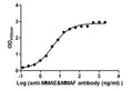 The Binding Activity of Disitamab vedotin (Synonyms: RC48) with Anti-MMAE&MMAF antibodyActivity: Measured by its binding ability in a functional ELISA. Immobilized Disitamab vedotin (Synonyms: RC48) at 2 μg/mL can bind Anti-MMAE&MMAF antibody, the EC<sub>50</sub> is 3.523 to 5.356 ng/mL.