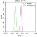 Overlay Peak curve showing SH-SY5Y cells stained with CSB-RA904344A0HU (red line) at 1:50. The cells were fixed in 4% formaldehyde and permeated by 0.2% TritonX-100. Then 10% normal goat serum to block non-specific protein-protein interactions followed by the antibody (1µg/1*10 6 cells) for 45min at 4℃. The secondary antibody used was FITC-conjugated Goat Anti-rabbit IgG(H+L) at 1:200 dilution for 35min at 4℃.Control antibody (green line) was rabbit IgG (1µg/1*10 6 cells) used under the same conditions.