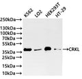 Western Blot
Positive WB detected in: K562 whole cell lysate(20µg) ,LO2 whole cell lysate(20µg) ,HEK293T whole cell lysate(20µg) , HT-29 whole cell lysate(20µg) ,COLO-205 whole cell lysate(20µg) 
All lanes: CRKL antibody at 1:1000
Secondary
Goat polyclonal to rabbit IgG at 1/40000 dilution
Predicted band size: 34 kDa
Observed band size: 37 kDa
Exposure time：2min