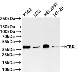Western Blot
Positive WB detected in: K562 whole cell lysate(20µg) ,LO2 whole cell lysate(20µg) ,HEK293T whole cell lysate(20µg) , HT-29 whole cell lysate(20µg) ,COLO-205 whole cell lysate(20µg) 
All lanes: CRKL antibody at 1:1000
Secondary
Goat polyclonal to rabbit IgG at 1/40000 dilution
Predicted band size: 34 kDa
Observed band size: 37 kDa
Exposure time：2min