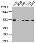 HDAC3 Antibody – Figure 1 of 3