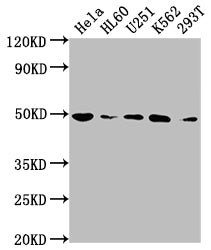 HDAC3 Antibody – Figure 1 of 3