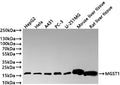 Western Blot
Positive WB detected in: HepG2 whole cell lysate(30µg) , HeLa whole cell lysate(30µg) , A431 whole cell lysate(30µg) , PC-3 whole cell lysate(30µg) , U-251MG whole cell lysate(30µg) , Mouse liver tissue lysate(30µg) , Rat liver tissue lysate(30µg) 
All lanes: MGST1 antibody at 1:1000
Secondary
Goat polyclonal to rabbit IgG at 1/40000 dilution
Predicted band size: 18 kDa
Observed band size: 18 kDa
Exposure time：2min