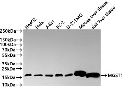 Western Blot
Positive WB detected in: HepG2 whole cell lysate(30µg) , HeLa whole cell lysate(30µg) , A431 whole cell lysate(30µg) , PC-3 whole cell lysate(30µg) , U-251MG whole cell lysate(30µg) , Mouse liver tissue lysate(30µg) , Rat liver tissue lysate(30µg) 
All lanes: MGST1 antibody at 1:1000
Secondary
Goat polyclonal to rabbit IgG at 1/40000 dilution
Predicted band size: 18 kDa
Observed band size: 18 kDa
Exposure time：2min