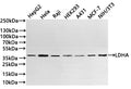 Western Blot
Positive WB detected in: HepG2 whole cell lysate(20µg) , Hela whole cell lysate(20µg) ,Raji whole cell lysate(20µg) ,HEK293 whole cell lysate(20µg) ,A431 whole cell lysate(20µg) ,MCF-7 whole cell lysate(20µg) ,NIH/3T3 whole cell lysate(20µg) 
All lanes: LDHA antibody at 1:1000
Secondary
Goat polyclonal to rabbit IgG at 1/40000 dilution
Predicted band size: 37 kDa
Observed band size: 37 kDa
Exposure time：2min