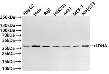 Western Blot
Positive WB detected in: HepG2 whole cell lysate(20µg) , Hela whole cell lysate(20µg) ,Raji whole cell lysate(20µg) ,HEK293 whole cell lysate(20µg) ,A431 whole cell lysate(20µg) ,MCF-7 whole cell lysate(20µg) ,NIH/3T3 whole cell lysate(20µg) 
All lanes: LDHA antibody at 1:1000
Secondary
Goat polyclonal to rabbit IgG at 1/40000 dilution
Predicted band size: 37 kDa
Observed band size: 37 kDa
Exposure time：2min