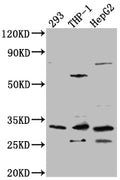 COMT Antibody – Figure 1 of 2