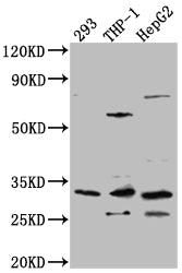 COMT Antibody – Figure 1 of 2