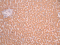 IHC image of CSB-RA909705A0HU diluted at 1:100 and staining in paraffin-embedded human liver tissue performed on a Leica BondTM system. After dewaxing and hydration, antigen retrieval was mediated by high pressure in a citrate buffer (pH 6.0). Section was blocked with 10% normal goat serum 30min at RT. Then primary antibody (1% BSA) was incubated at 4°C overnight. The primary is detected by a Goat anti-rabbit polymer IgG labeled by HRP and visualized using 0.05% DAB.
