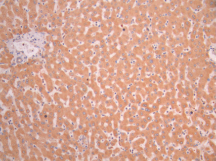 IHC image of CSB-RA909705A0HU diluted at 1:100 and staining in paraffin-embedded human liver tissue performed on a Leica BondTM system. After dewaxing and hydration, antigen retrieval was mediated by high pressure in a citrate buffer (pH 6.0). Section was blocked with 10% normal goat serum 30min at RT. Then primary antibody (1% BSA) was incubated at 4°C overnight. The primary is detected by a Goat anti-rabbit polymer IgG labeled by HRP and visualized using 0.05% DAB.