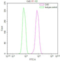 Overlay Peak curve showing Hela cells stained with CSB-RA909912A0HU (red line) at 1:100. The cells were fixed in 4% formaldehyde and permeated by 0.2% TritonX-100 for 10min. Then 10% normal goat serum to block non-specific protein-protein interactions followed by the antibody (1ug/1*10 6 cells) for 45min at 4℃.