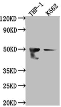 Western Blot
Positive WB detected in: THP-1 whole cell lysate, K562 whole cell lysate
All lanes: FDFT1 antibody at 1:1000
Secondary
Goat polyclonal to rabbit IgG at 1/50000 dilution
Predicted band size: 49, 41, 39, 36, 44 kDa
Observed band size: 50 kDa