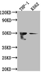 Western Blot
Positive WB detected in: THP-1 whole cell lysate, K562 whole cell lysate
All lanes: FDFT1 antibody at 1:1000
Secondary
Goat polyclonal to rabbit IgG at 1/50000 dilution
Predicted band size: 49, 41, 39, 36, 44 kDa
Observed band size: 50 kDa