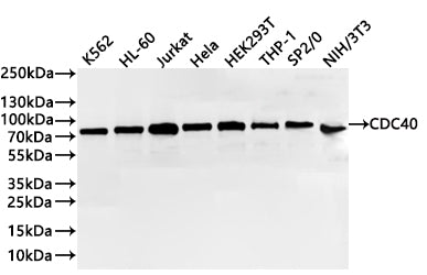 Western Blot
Positive WB detected in: K562 whole cell lysate(30µg) , HL-60 whole cell lysate(30µg) , Jurkat whole cell lysate(30µg) , Hela whole cell lysate(30µg) , HEK293T whole cell lysate(30µg) , THP-1 whole cell lysate(30µg) , SP2/0 whole cell lysate(30µg) , NIH/3T3 whole cell lysate(30µg) 
All lanes: CDC40 antibody at 1:1000
Secondary
Goat polyclonal to rabbit IgG at 1/40000 dilution
Predicted band size: 66 kDa
Observed band size: 74 kDa
Exposure time：40s